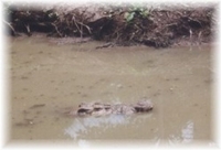 Krok !!go swimming - have fun !!