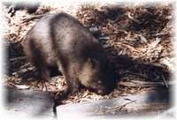 Wombat