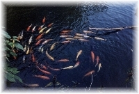 ... im Kowloon Park ...