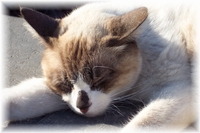 Pedro hat Siesta ... 