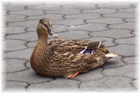 Frau Ente zu Besuch ... 