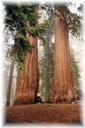 Sequoia Tree - 3000 Jahre alt - unglaublich !!