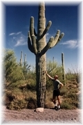 Saguaro Kaktus - Arizona Wste - 